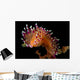 Flabellina Marcusorum Nudibranch Portrait Wall Decal