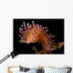 Flabellina Marcusorum Nudibranch Portrait Wall Decal