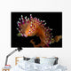 Flabellina Marcusorum Nudibranch Portrait Wall Decal