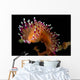 Flabellina Marcusorum Nudibranch Portrait Wall Decal