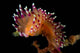 Flabellina Marcusorum Nudibranch Portrait Wall Decal