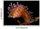 Flabellina Marcusorum Nudibranch Portrait Wall Decal