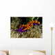 Spanish Shawl Flabellina Iodinea Wall Decal Design 2