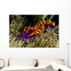 Spanish Shawl Flabellina Iodinea Wall Decal Design 2