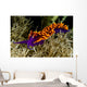 Spanish Shawl Flabellina Iodinea Wall Decal Design 2