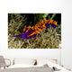 Spanish Shawl Flabellina Iodinea Wall Decal Design 2