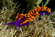 Spanish Shawl Flabellina Iodinea Wall Decal Design 2