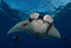 Giant Manta Ray Manta Wall Decal Design 1