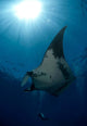 Giant Manta Ray and Wall Decal Design 2