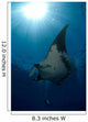 Giant Manta Ray and Wall Decal Design 2
