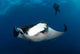 Giant Manta Ray and Wall Decal Design 1