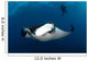 Giant Manta Ray and Wall Decal Design 1