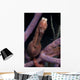Longsnout Seahorse Hippocampus Reidi Wall Decal Design 3