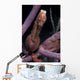 Longsnout Seahorse Hippocampus Reidi Wall Decal Design 3