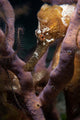 Longsnout Seahorse Hippocampus Reidi Wall Decal Design 1