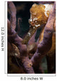 Longsnout Seahorse Hippocampus Reidi Wall Decal Design 1