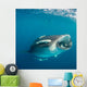 Whale Shark Feeding Plankton Wall Decal Design 7