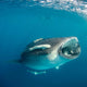 Whale Shark Feeding Plankton Wall Decal Design 7