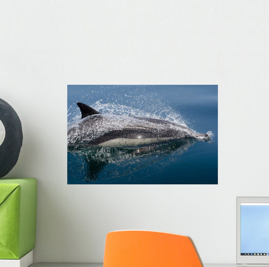 Common Dolphin Delphinus Delphis Wall Decal