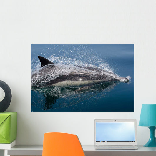 Common Dolphin Delphinus Delphis Wall Decal