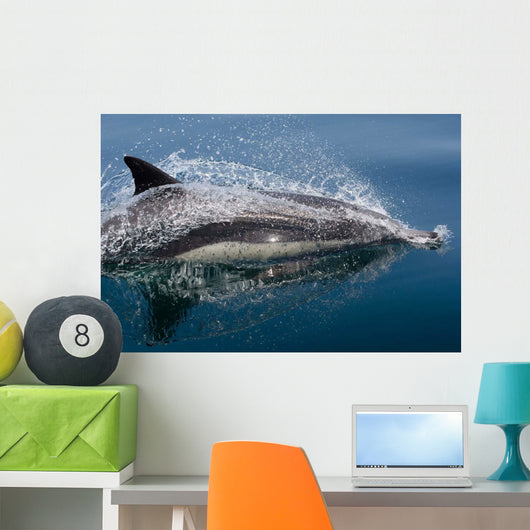 Common Dolphin Delphinus Delphis Wall Decal