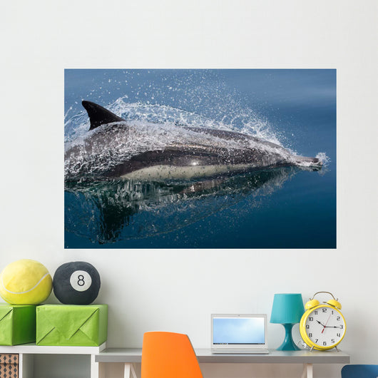 Common Dolphin Delphinus Delphis Wall Decal