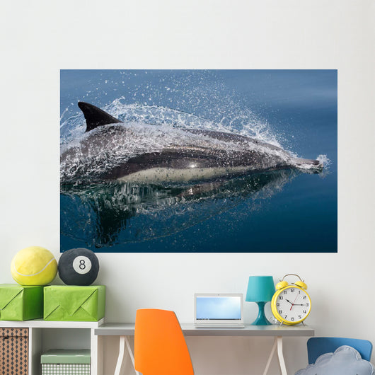 Common Dolphin Delphinus Delphis Wall Decal