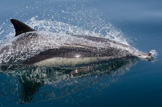Common Dolphin Delphinus Delphis Wall Decal