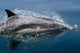 Common Dolphin Delphinus Delphis Wall Decal