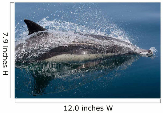 Common Dolphin Delphinus Delphis Wall Decal