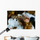 Browncheek Blenny Acanthemblemaria Crockeri Wall Decal