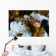Browncheek Blenny Acanthemblemaria Crockeri Wall Decal