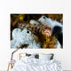 Browncheek Blenny Acanthemblemaria Crockeri Wall Decal