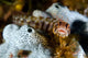 Browncheek Blenny Acanthemblemaria Crockeri Wall Decal