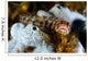 Browncheek Blenny Acanthemblemaria Crockeri Wall Decal