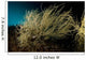 Black Coral Tree Antipathes Wall Decal