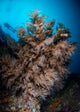 Black Coral Tree and Wall Decal