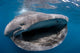 Whale Shark Feeding Plankton Wall Decal Design 4