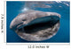 Whale Shark Feeding Plankton Wall Decal Design 4
