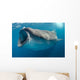 Whale Shark Feeding Plankton Wall Decal Design 3