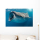 Whale Shark Feeding Plankton Wall Decal Design 3