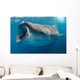 Whale Shark Feeding Plankton Wall Decal Design 3