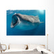 Whale Shark Feeding Plankton Wall Decal Design 3