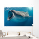 Whale Shark Feeding Plankton Wall Decal Design 3