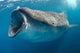 Whale Shark Feeding Plankton Wall Decal Design 3