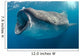 Whale Shark Feeding Plankton Wall Decal Design 3