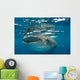 Whale Shark Feeding Plankton Wall Decal Design 2