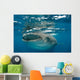 Whale Shark Feeding Plankton Wall Decal Design 2
