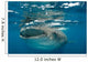 Whale Shark Feeding Plankton Wall Decal Design 2