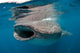 Whale Shark Feeding Plankton Wall Decal Design 1